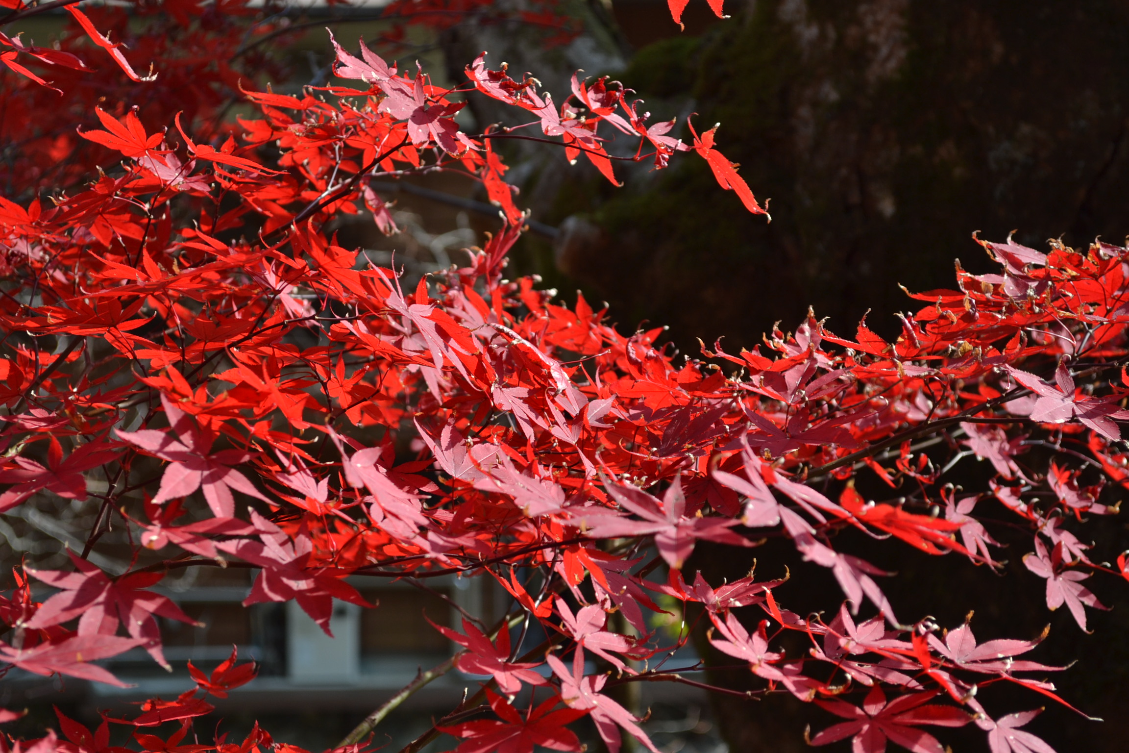洞川温泉・みたらい渓谷散策きっぷを使う時の注意点と旅行の様子